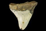 Fossil Megalodon Tooth - North Carolina #109024-2